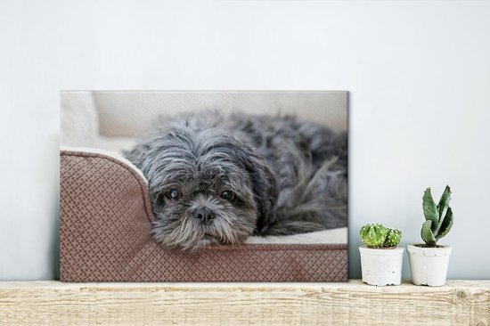 Canvas Schilderij Shih Tzu hond die op haar bed rust - 30x20 cm - Wanddecoratie