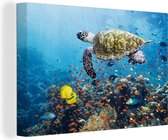 Canvas Schilderij Schildpad bij koraalrif - 60x40 cm - Wanddecoratie
