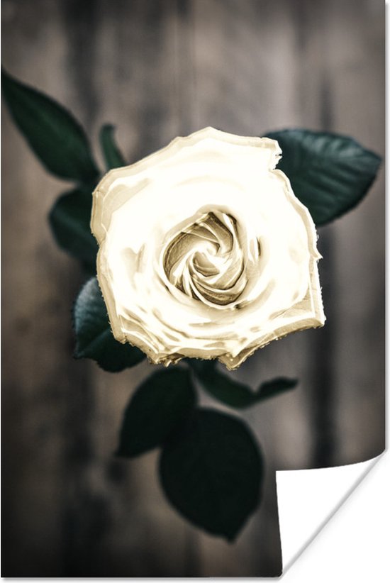 hotel chatten formule Witte bloem tegen grijze achtergrond 80x120 cm / Bloemen Poster | bol.com