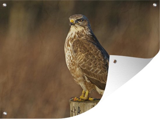 Tuin decoratie Een buizerd zit op een paal tijdens herfst - 40x30 cm - Tuindoek - Buitenposter