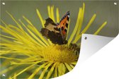 Muurdecoratie Vlinder op een Alant bloem - 180x120 cm - Tuinposter - Tuindoek - Buitenposter