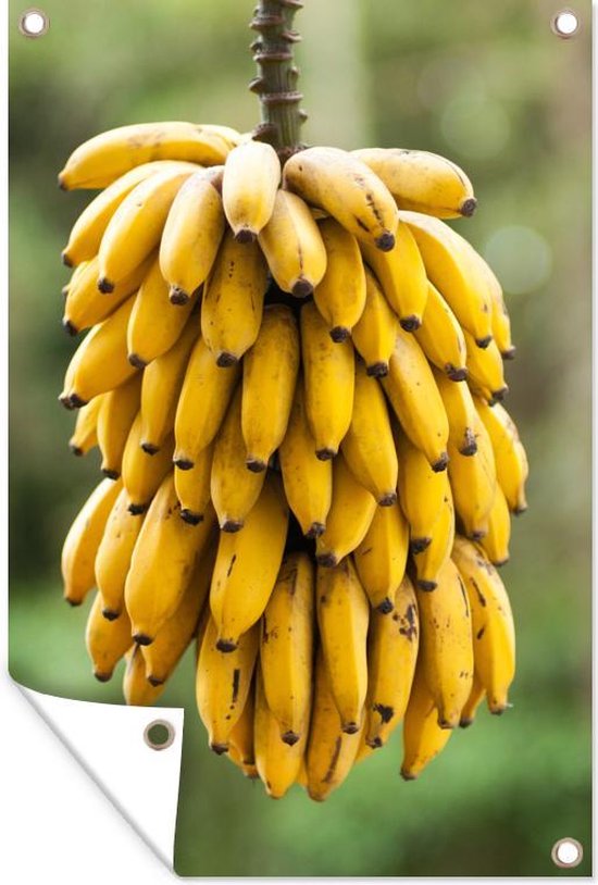 Tuinposter 120x180 cm - Tuindecoratie Bananen - Fruit - Tak - Poster voor in de tuin - Buiten decoratie - Schutting tuinschilderij - Tuindoek muurdecoratie - Wanddecoratie balkondoek