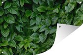 Tuinposter - Tuindoek - Tuinposters buiten - Groene bladeren - 120x80 cm - Tuin