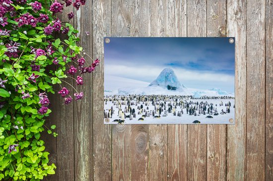Tuinposter 90x60 cm - Tuindecoratie Pinguïns op Antarctica - Poster voor in de tuin - Buiten decoratie - Schutting tuinschilderij - Tuindoek muurdecoratie - Wanddecoratie balkondoek