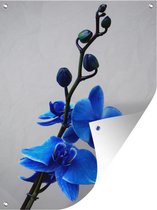 Tuinposter - Tuindoek - Tuinposters buiten - Blauwe orchideeën tegen een witte achtergrond - 90x120 cm - Tuin
