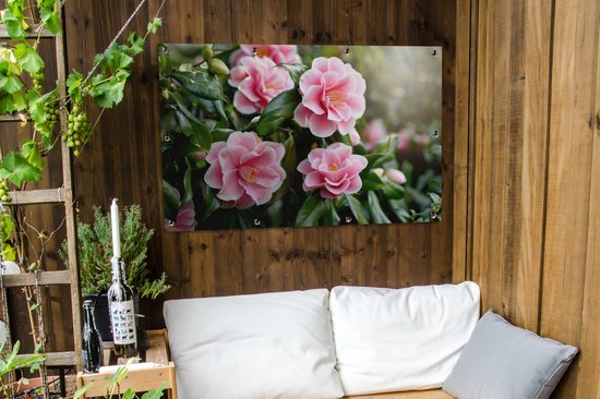Camélia en pleine floraison 120x80 cm