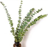 Gedroogde Eucalyptus Takken Decoratie voor binnenhuis -  - 10 PCS  air drying