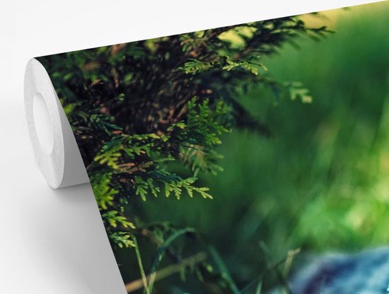 Papier peint Papier peint photo en vinyle - Chat gris largeur 330 cm x hauteur 220 cm - Tirage photo sur papier peint (disponible en 7 tailles)