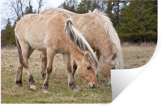 Foto: Muurstickers sticker folie twee grazende fjord paarden in een grasveld 30x20 cm plakfolie muurstickers kinderkamer zelfklevend behang zelfklevend behangpapier stickerfolie