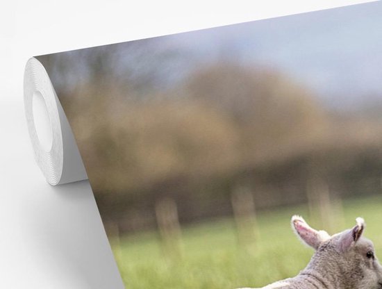Papier peint photo peint photo vinyle - Mouton avec agneau dans l'herbe largeur 420 cm x hauteur 280 cm - Tirage photo sur papier peint (disponible en 7 tailles)