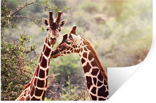 Sticker Muursticker Cou de girafe - Deux girafes sur fond délavé - 30x20 cm - feuille autocollante - sticker mural repositionnable