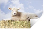 Stickers muraux - Agneau couché sur la paille - 120x80 cm - Film adhésif