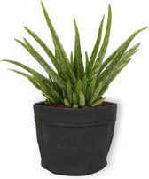 Aloe Vera Kamerplant - ± 30cm hoog - 12cm diameter - in zwarte sierzak