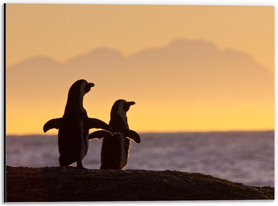 Dibond - Pinguïns aan het Water - 40x30cm Foto op Aluminium (Met Ophangsysteem)