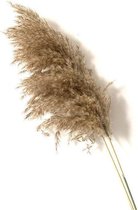 Gedroogd Pampa Gras Decoratie voor binnenhuis - M - 20pcs raw color