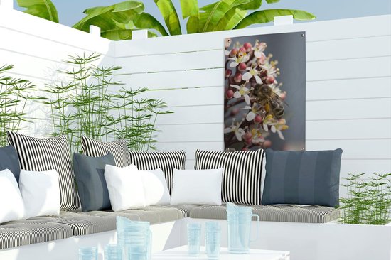 Abeille sur le jardin de fleurs Skimmia affiche 40x60 cm - petit - Toile de jardin / Toile d'extérieur / Peintures pour l'extérieur (décoration de jardin)