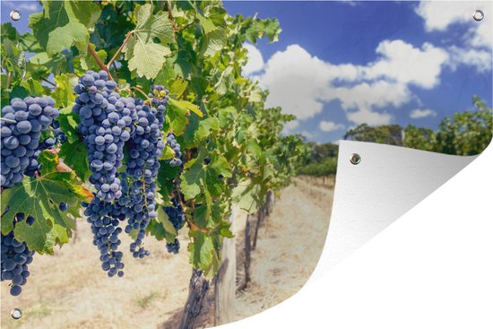 Muurdecoratie Paarse druiven op een Australische wijnstok - 180x120 cm - Tuinposter - Tuindoek - Buitenposter