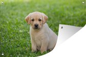 Tuindecoratie Puppy zit in het gras - 60x40 cm - Tuinposter - Tuindoek - Buitenposter