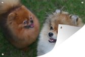 Tuinposter - Tuindoek - Tuinposters buiten - Twee pomeriaanse honden - 120x80 cm - Tuin
