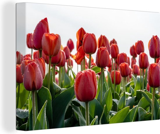Canvas Schilderij Een gebied met rode tulpen in Nederland - 30x20 cm - Wanddecoratie