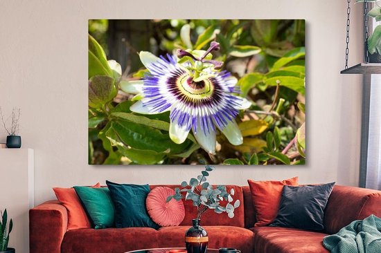 Tableau sur toile Gros plan d'une fleur de la passion violette - 150x100 cm - Décoration murale