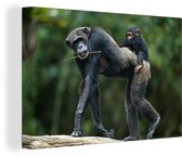 Chimpanzé avec jeune sur toile dos 2cm 60x40 cm - Tirage photo sur toile (Décoration murale salon / chambre) / Animaux sauvages Peintures sur toile / Mer et plage