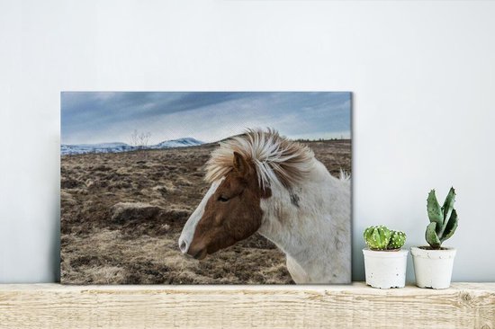 Portrait d'un brun cheval blanc 30x20 cm Islandaise - petit - impression photo sur toile peinture (Décoration murale salon / chambre à coucher) / Animaux sauvages Peintures Toile