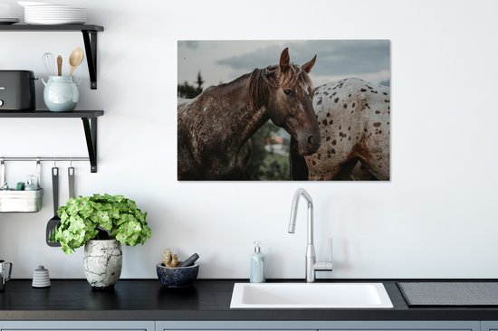 Appaloosa regarde la caméra 60x40 cm - impression photo sur toile (peinture Décoration murale salon / chambre à coucher) / Mammifères toile Peintures