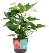 Mama's Planten - Anthurium - Alaska - Flamingo Plant - Bloeiende Kamerplant - Geeft Sfeer En Zuurstof - ↨ 60cm - ⌀ 17cm