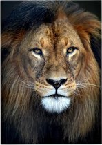 Leeuw koning jungle - Foto op Posterpapier - 42 x 59.4 cm (A2)