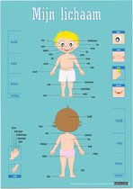 Educatieve poster (Posterpapier) - Biologie mijn lichaam - 42 x 59.4 cm (A2)