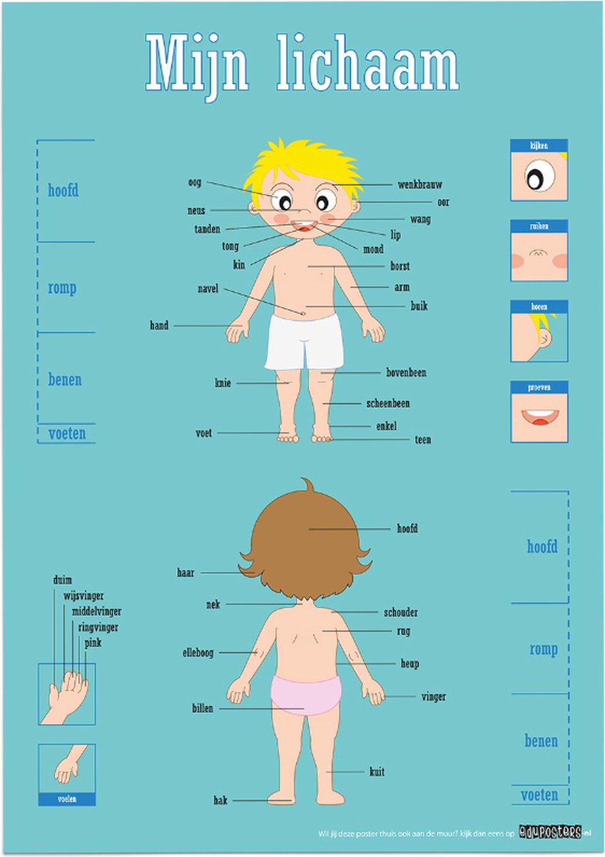 eduposters Educatieve poster (Posterpapier) - Biologie mijn lichaam - 42 x 59.4 cm (A2) Beige