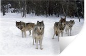 Sticker Muursticker Loups - Pack de loups au Canada - 60x40 cm - feuille autocollante - sticker mural repositionnable