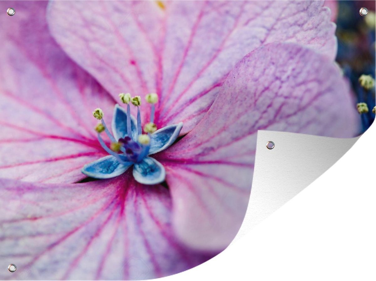 Hortensia Bloem Poster met groene bloemen | Poster Store NL