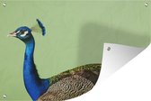 Muurdecoratie Pauw - Vogel - Veren - 180x120 cm - Tuinposter - Tuindoek - Buitenposter