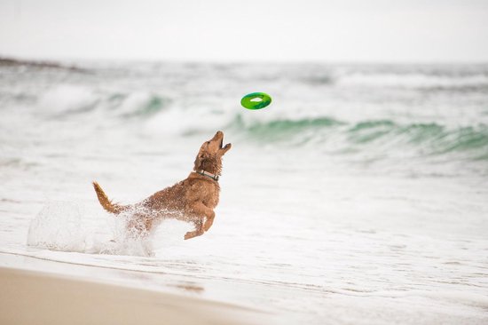 West Paw Seaflex™ Sailz - Duurzaam Hondenspeelgoed - Frisbee in Roze, Groen en Blauw - Voor gemiddeld sterke Kauwers en Honden die graag Rennen - Sailz Hibiscus Roze