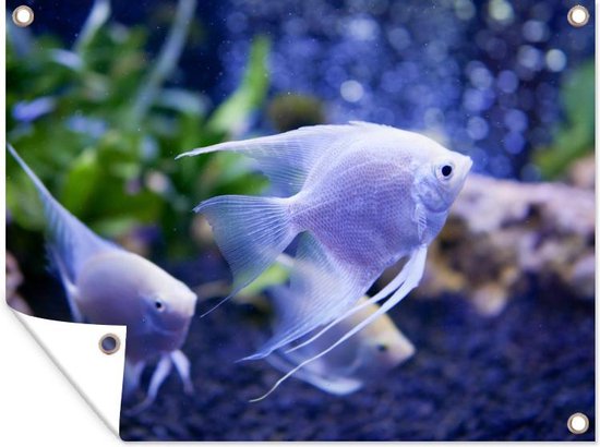 Foto: Tuin decoratie aquarium maanvis wit 40x30 cm tuindoek buitenposter