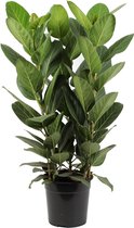 FloriaFor - Ficus Audrey - - ↨ 75cm - ⌀ 27cm