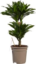 FloriaFor - Dracaena Compacta - - ↨ 60cm - ⌀ 17cm