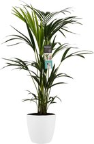 FloriaFor - Kentia Palm - Elho Brussels White - - ↨ 100cm - ⌀ 21cm