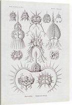 Elaphospyris - Spyroidea (Kunstformen der Natur), Ernst Haeckel - Foto op Canvas - 75 x 100 cm