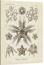 Ophiothrix - Ophiodea (Kunstformen der Natur), Ernst Haeckel - Foto op Canvas - 75 x 100 cm