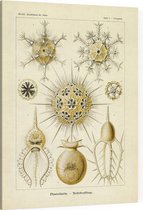 Circogonia - Phaeodaria (Kunstformen der Natur), Ernst Haeckel - Foto op Canvas - 75 x 100 cm