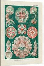 Aurelia - Discomedusae (Kunstformen der Natur), Ernst Haeckel - Foto op Canvas - 45 x 60 cm