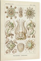 Pegantha - Narcomedusae (Kunstformen der Natur), Ernst Haeckel - Foto op Canvas - 45 x 60 cm