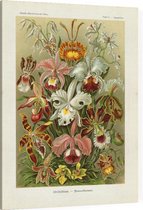 Cypripedium - Orchideae (Kunstformen der Natur), Ernst Haeckel - Foto op Canvas - 45 x 60 cm