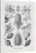 Araucaria - Coniferae (Kunstformen der Natur), Ernst Haeckel - Foto op Canvas - 30 x 40 cm