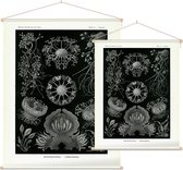 Erysiphe - Ascomycetes (Kunstformen der Natur), Ernst Haeckel - Foto op Textielposter - 120 x 160 cm