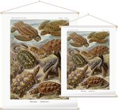 Testudo - Chelonia (Kunstformen der Natur), Ernst Haeckel - Foto op Textielposter - 60 x 80 cm