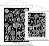 Arcyria - Mycetozoa (Kunstformen der Natur), Ernst Haeckel - Foto op Textielposter - 90 x 120 cm